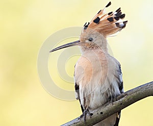 Eurasian hoopoe, Upupa epops. Close-up of the bird against a beautiful golden background