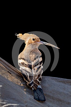 Eurasian hoopoe Upupa epops close up portrait