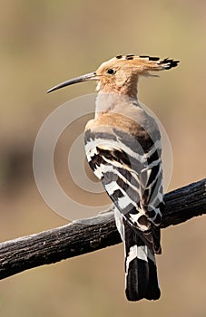 Eurasian hoopoe, Upupa epops. Early in the morning a bird sat on a beautiful branch