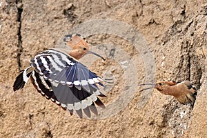 Eurasian hoopoe, upupa epops, feeding chick inside tree in summer nature