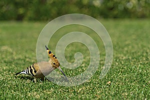 Eurasian hoopoe Upupa epops feeding on a green lawn in Egypt. Beautiful small bird facong camera in soft focus.