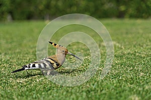 Eurasian hoopoe Upupa epops feeding on a green lawn in Egypt. Beautiful small bird sidewards in soft focus.