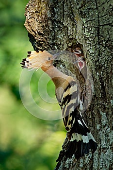 Eurasian Hoopoe Upupa epops feeding it`s chicks captured in flight