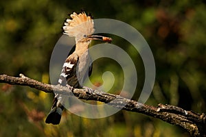 Eurasian Hoopoe Upupa epops feeding it`s chicks captured in flight. Wide wings, typical crest and pray in the beak. Hunting