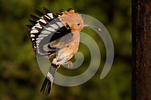 Eurasian Hoopoe Upupa epops feeding it`s chicks captured in flight. Wide wings, typical crest and pray in the beak. Hunting