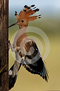 Eurasian Hoopoe Upupa epops feeding it`s chicks captured in flight. Wide wings, typical crest and pray in the beak. Hunting