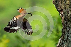 Eurasian Hoopoe Upupa epops flying to the nest