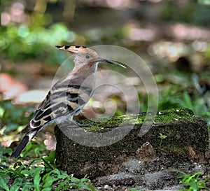 Eurasian Hoopoe Upupa epops hangup at backyard