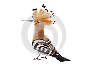 Eurasian Hoopoe Upupa epops isolated