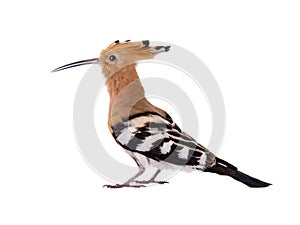 Eurasian Hoopoe Upupa epops isolated