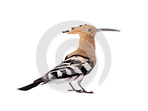 Eurasian Hoopoe Upupa epops isolated