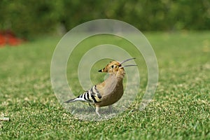 Eurasian hoopoe Upupa epops with open beak feeding on a green lawn in Egypt. Beautiful small bird facong camera in soft