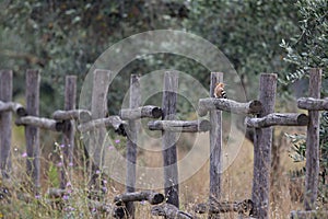 An Eurasian hoopoe Upupa epops perched on a fench.