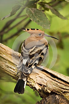 Eurasian hoopoe, Upupa epops, perched on old tree trunk in leafy forest. Bird isolated on green blurred background. Wildlife scene
