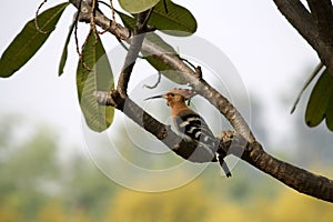 Eurasian Hoopoe (Upupa epops) perched on a Plumeria tree : (pix Sanjiv Shukla)