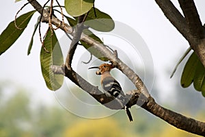 Eurasian Hoopoe (Upupa epops) perched on a Plumeria tree : (pix Sanjiv Shukla)
