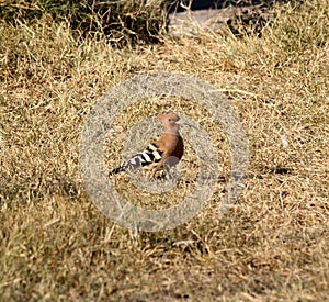 Eurasian hoopoe (Upupa epops) searching for worms on the ground : (pix Sanjiv Shukla)