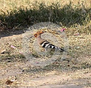 Eurasian hoopoe (Upupa epops) searching for worms on the ground : (pix Sanjiv Shukla)