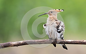 Eurasian hoopoe, Upupa epops. A young bird sits on a branch, feathers fluffed up