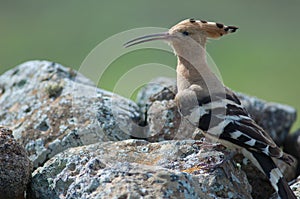 Eurasian hoopoes Upupa epops.