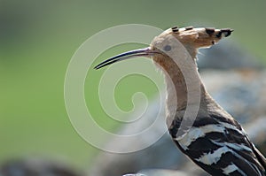 Eurasian hoopoes Upupa epops.