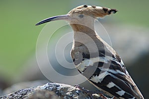 Eurasian hoopoes Upupa epops.