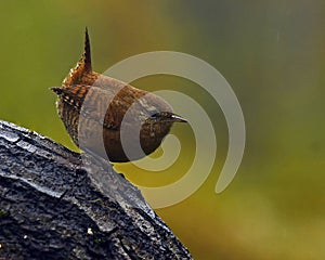 Eurasian House Wren, Troglodytes troglodytes in wild