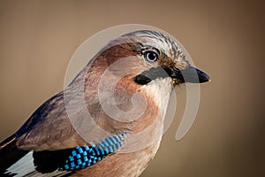 Eurasian Jay