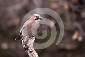 Eurasian jay