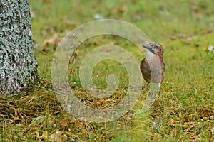 Eurasian Jay