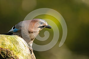 The Eurasian Jay