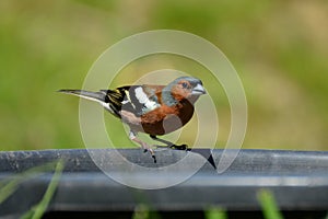 Eurasian jay