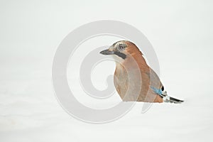 Eurasian Jay