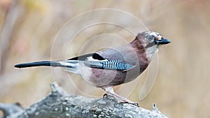 Eurasian jay