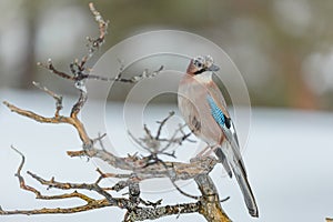 Eurasian Jay