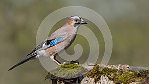 Eurasian jay, Apodemus sylvaticus sits on an old stump