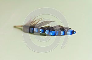 Eurasian Jay Blue Feather