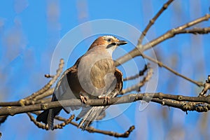 eurasian jay on branch