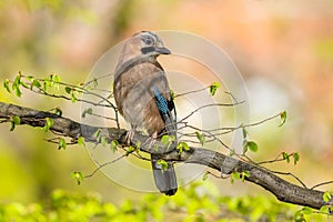 The Eurasian jay, a curious bird