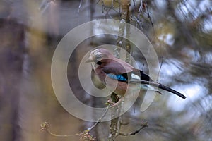 Fischiare ghiandaia presto arrivo primavera 