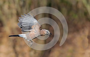 Eurasian Jay flies over yellow background photo