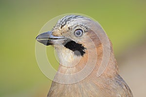 Eurasian Jay - Gaio - Garrulus glandarius