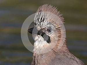 Eurasian Jay - Gaio - Garrulus glandarius