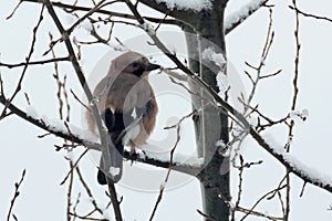 Eurasian Jay (Garrulus glandarius)