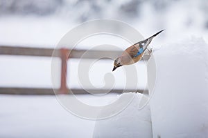 Eurasian jay, Garrulus glandarius