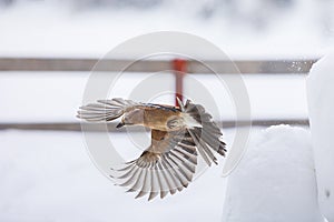 Eurasian jay, Garrulus glandarius