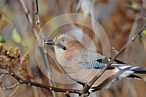 Eurasian jay, garrulus glandarius photo