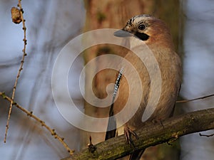 Eurasian Jay (Garrulus glandarius)