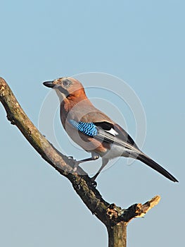 Eurasian jay (Garrulus glandarius)