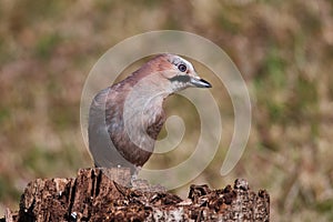 Eurasian Jay Garrulus glandarius